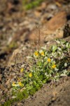 Mountain Arnica & Sweet Coltsfoot on scree slope