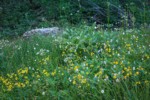 Mountain Arnica, American Bistort, Sitka Valerian, Green Corn Lily foliage