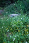 Mountain Arnica, American Bistort, Sitka Valerian, Green Corn Lily foliage