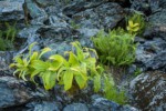 Green Corn Lily foliage, Alpine Lady Ferns among talus boulders