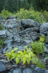 Green Corn Lily foliage, Alpine Lady Ferns among talus boulders