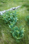 Green Corn Lilies in subalpine meadow