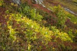 Green Corn Lilies, Sitka Mountain Ash among Huckleberries, early autumn