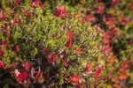 Crowberry among Cascades Blueberries