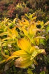 Green Corn Lilies turning autumn gold