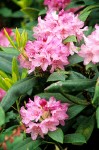 Pacific Rhododendron blossoms & foliage detail