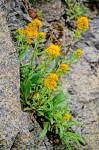 Northern Goldenrod growing in rock crevice