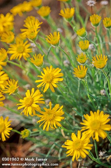 Erigeron linearis | Desert Yellow Daisy | Wildflowers of the Pacific