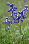 Bicolor Lupines