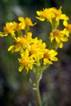 Western Groundsel (yellow form) blossoms