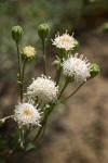 Hoary Chaenactis blossoms detail