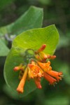 Orange Honeysuckle blossoms & foliage detail