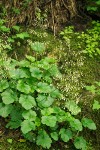 Small-flowered Alumroot