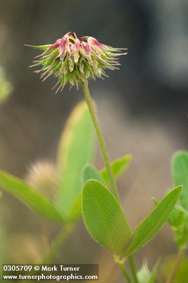 Trifolium ciliolatum