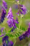 Annual Cow Vetch blossoms & foliage detail