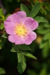 Pearhip Rose blossom & foliage detail