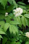 Western Baneberry blossoms & foliage