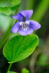 Early Blue Violet blossom & foliage detail