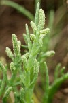 Salicornia virginica
