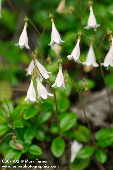 Linnaea borealis