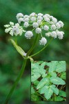 Sharptooth Angelica blossoms detail