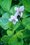 Alaska Violet blossoms & foliage detail