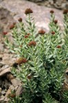 Rhodiola integrifolia ssp. integrifolia
