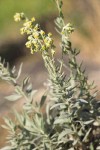 Artemisia lindleyana