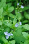American Speedwell blossoms & foliage detail