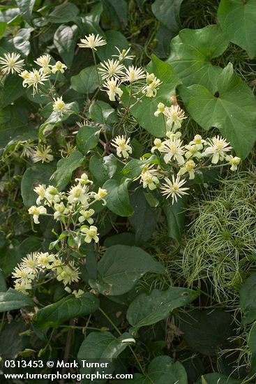 Clematis vitalba