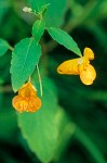 Cape Jewelweed (Orange Balsam) blossoms & foliage detail