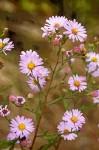 Pacific Aster blossoms detail