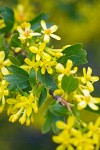 Golden Currant blossoms & foliage detail