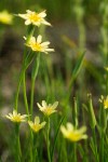 Lindley's Annual Microseris blossoms