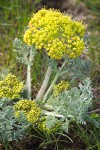 Large-fruited Biscuitroot (yellow form)