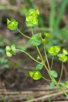 Euphorbia crenulata
