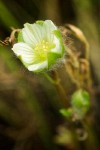 Limnanthes floccosa ssp. grandiflora