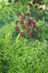 Chocolate-tips (Fern-leaved Lomatium) blossoms & foliage