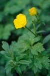 Creeping Buttercup blossom & foliage detail