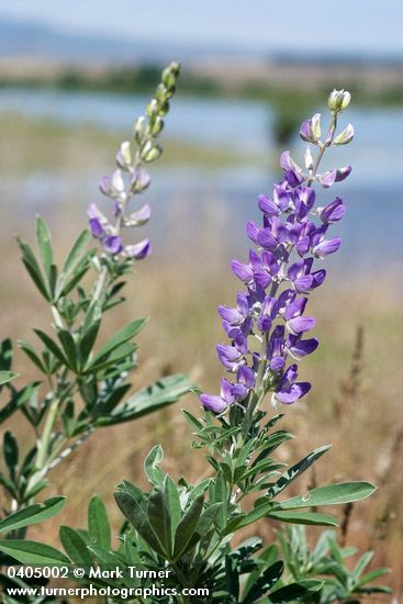 Lupinus rivularis