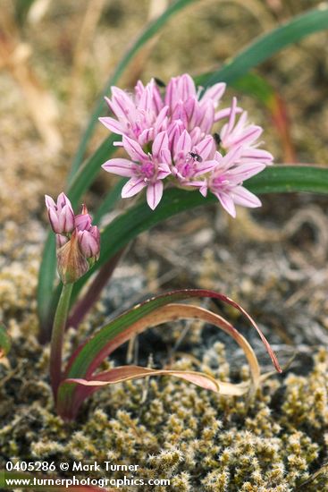 Allium crenulatum