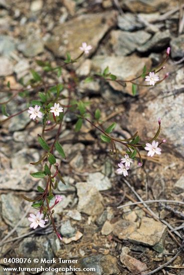 Epilobium minutum