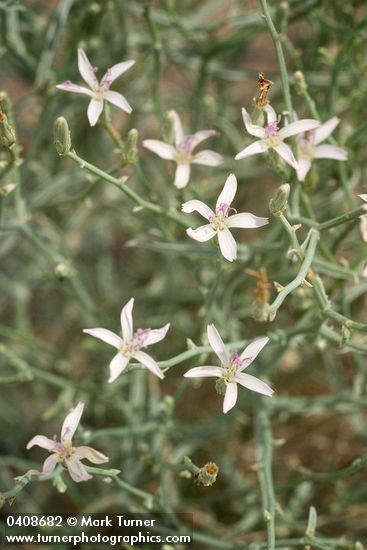Stephanomeria minor var. minor (S. tenuifolia)