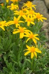 Stemless Goldenweed blossoms & foliage