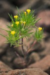 Yellow-flowered Navarretia