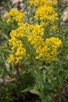 Tall Butterweed