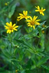 Clasping Arnica