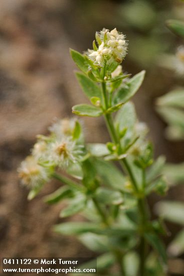 Galium serpenticum