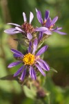Sticky Aster blossoms detail