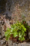 Smooth Alumroot in rock crevice